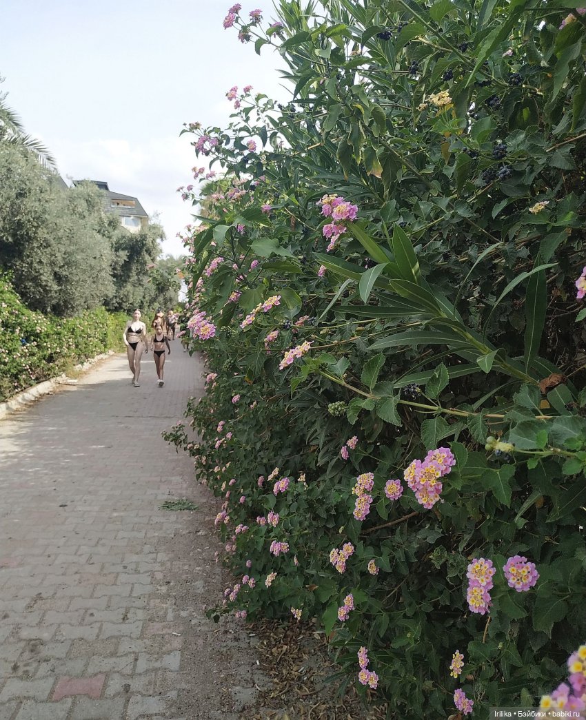 Гюль в поселке Конаклы — Куклы Paola Reina (Паола Рейна): новинки