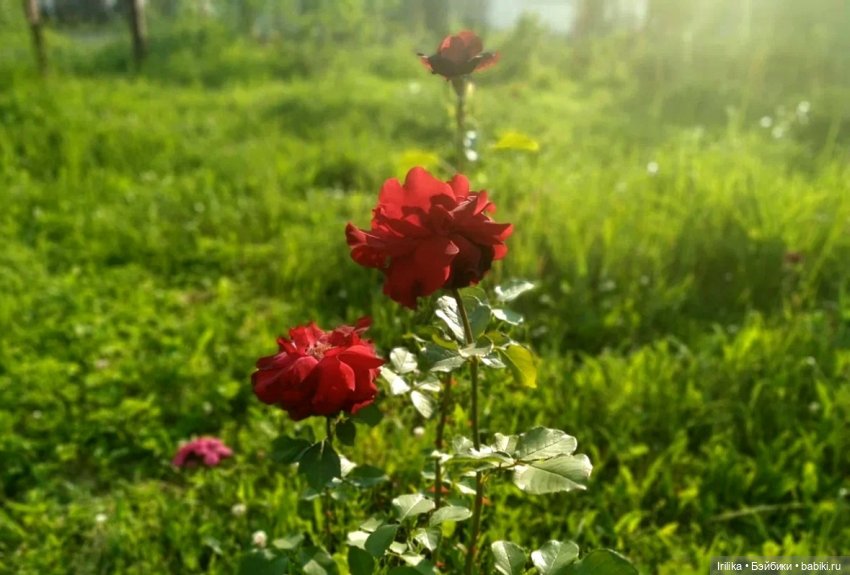 Муля на даче с друзьями — Куклы Nines d'Onil (Нинес): Миа (Mia)