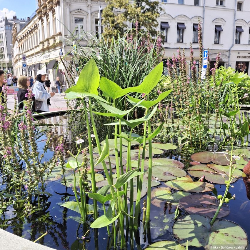 Нелли Asi на Кузнецком мосту