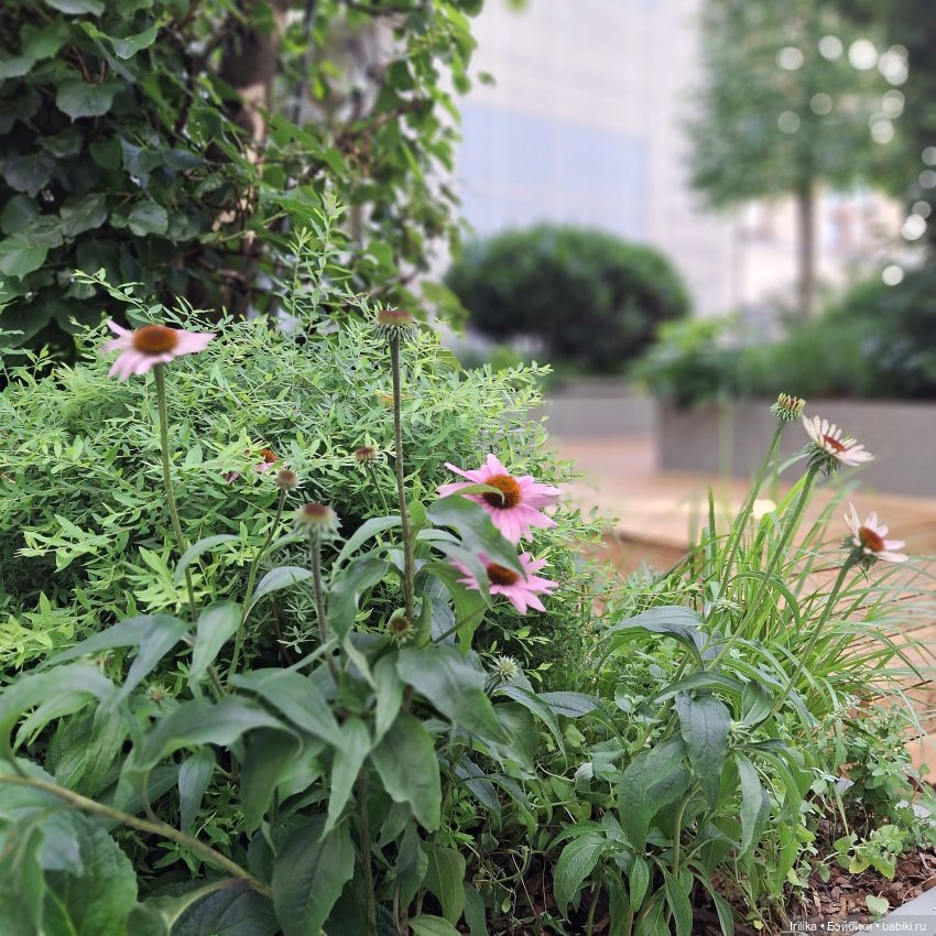 Нелли Asi на Кузнецком мосту