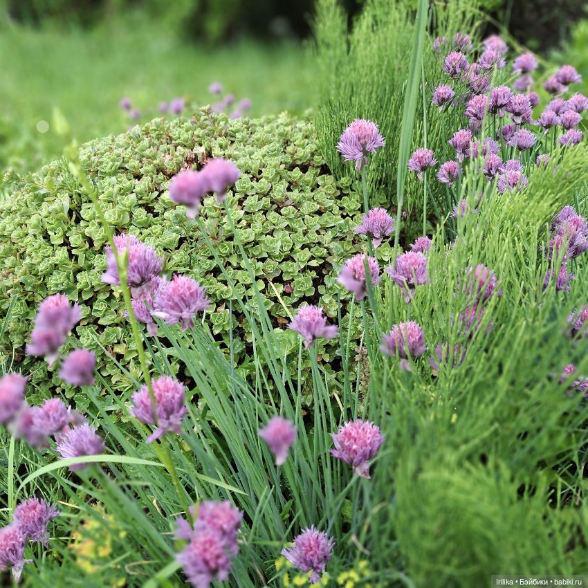 Моя разная кукольная мелочь на даче (фото 8)