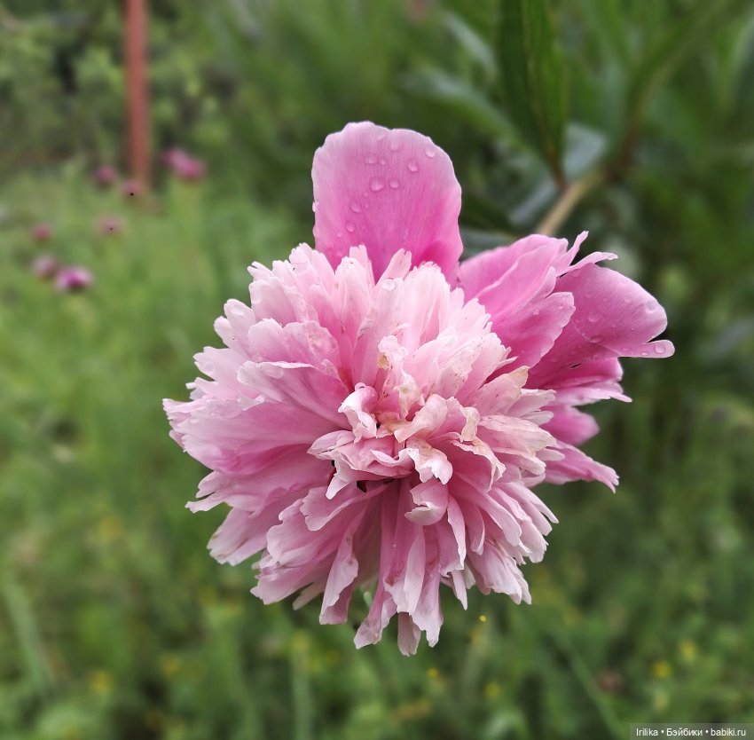 Моя разная кукольная мелочь на даче