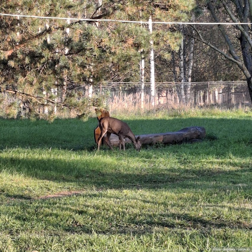 Шурик в Пушкинских Горах — Куклы Paola Reina (Паола Рейна): новинки