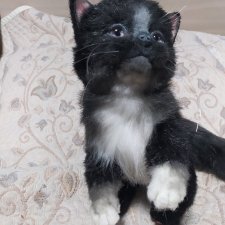 Котик Бегемотик