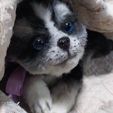 Новый мальчик