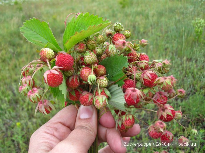 Русская антикварная кукла фабрики Дунаева или просто Дуняшка (фото 7)