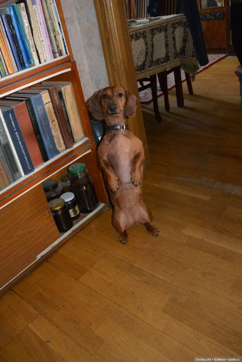 Вот такса Люся