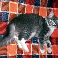 История одного хвостика