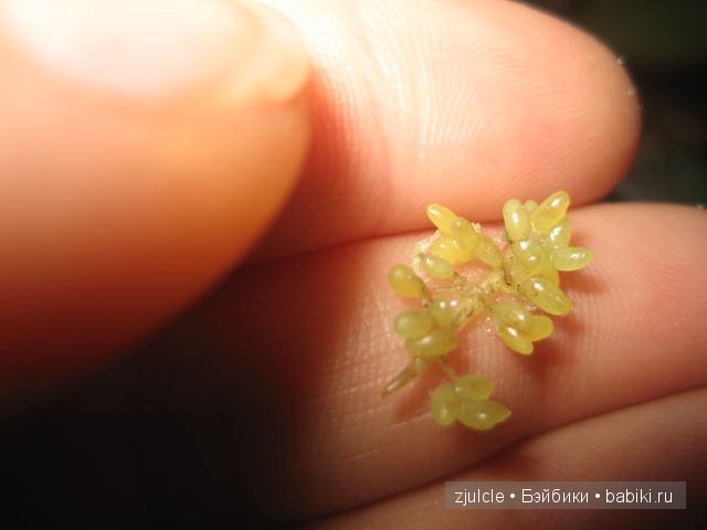 Моя кукольная миниатюра часть вторая, съедобная