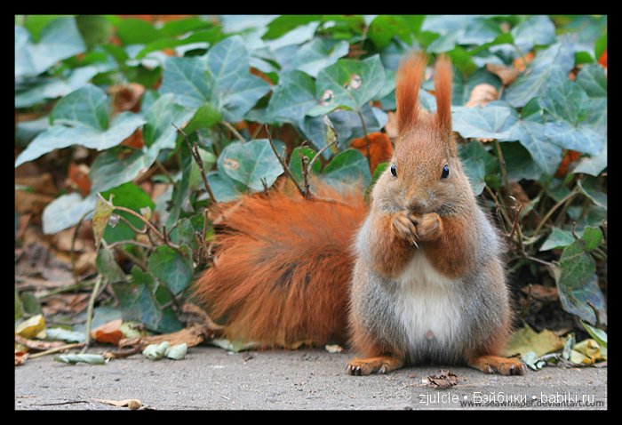 Как мы в белочек играли | Бэйбики Как мы в белочек играли — Куклы Fairyland (ФэйриЛэнд): BJD (БЖД)