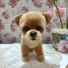 Собака тедди