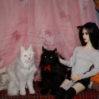 Без кота жизнь не та