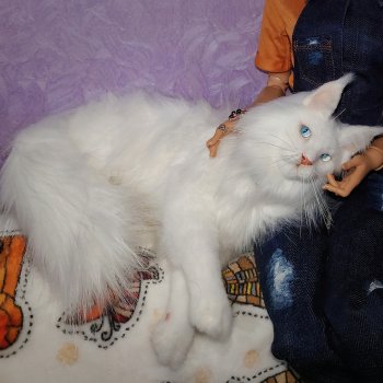 Снежок выбрал хозяйку