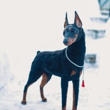 Продам добермана от Софьи Ермиловой