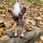 Собака от Ольги Малышевой