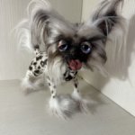 Китайская хохлатая от Ольги Малышевой