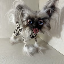 Китайская хохлатая от Ольги Малышевой