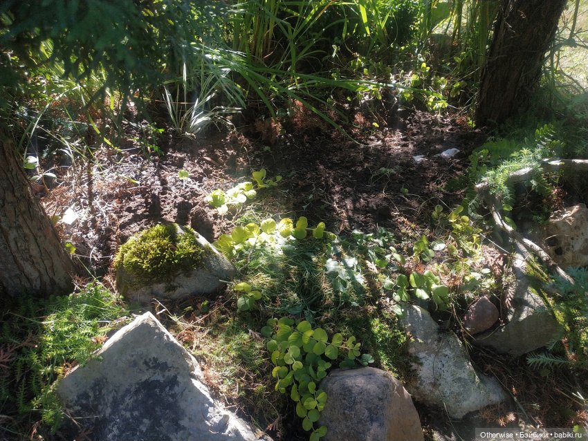 Лесная история - начало — Аксессуары для кукол своими руками: идеи (фото 2)