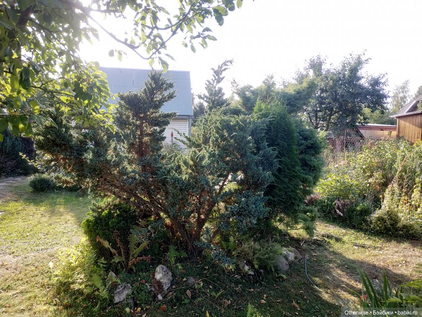 Продолжение лесной истории и плюшевой стройки (фото 9)