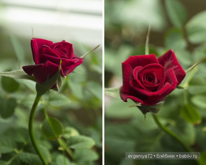 Фани обживается дома. Фануш от Sylvia Natterer | Бэйбики Фани обживается дома. Фануш от Sylvia Natterer (фото 9)