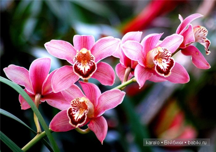 Орхидеи! С первым днем Весны | Бэйбики Орхидеи! С первым днем Весны (фото 7)