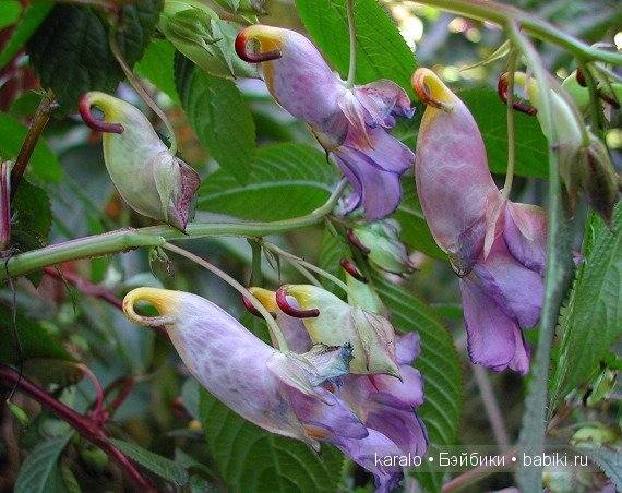 Орхидеи! С первым днем Весны | Бэйбики Орхидеи! С первым днем Весны