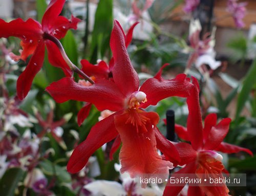 Орхидеи! С первым днем Весны | Бэйбики Орхидеи! С первым днем Весны