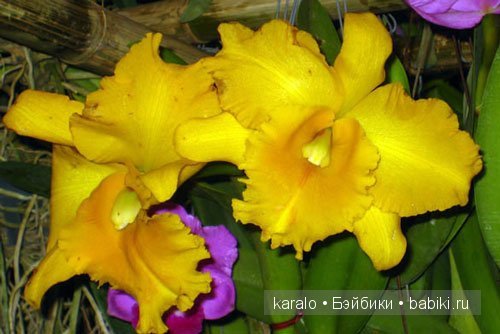 Орхидеи! С первым днем Весны | Бэйбики Орхидеи! С первым днем Весны