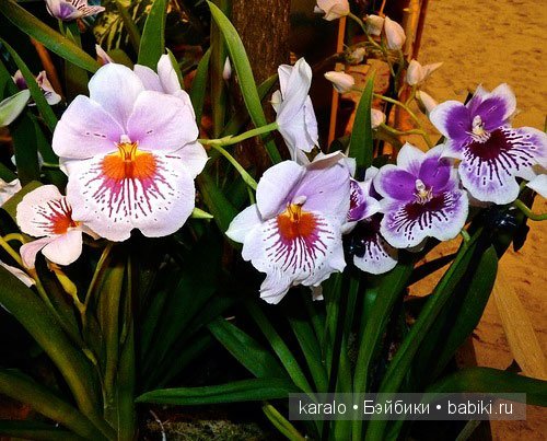 Орхидеи! С первым днем Весны | Бэйбики Орхидеи! С первым днем Весны