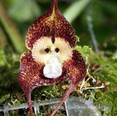 Орхидеи! С первым днем Весны | Бэйбики Орхидеи! С первым днем Весны