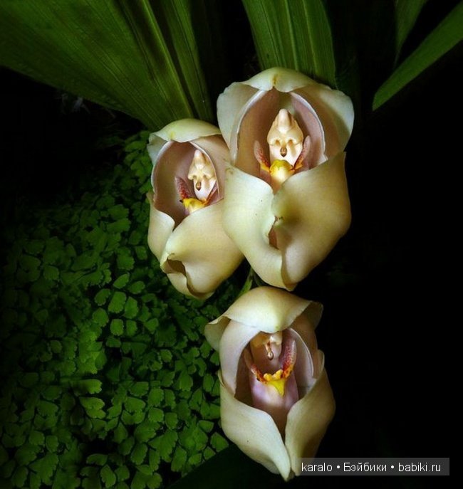 Орхидеи! С первым днем Весны | Бэйбики Орхидеи! С первым днем Весны