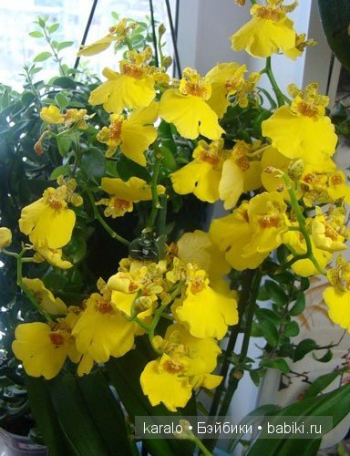 Орхидеи! С первым днем Весны | Бэйбики Орхидеи! С первым днем Весны