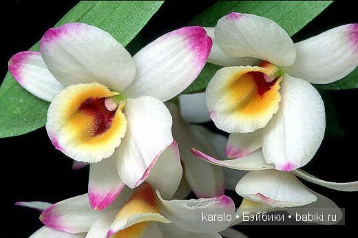 Орхидеи! С первым днем Весны | Бэйбики Орхидеи! С первым днем Весны