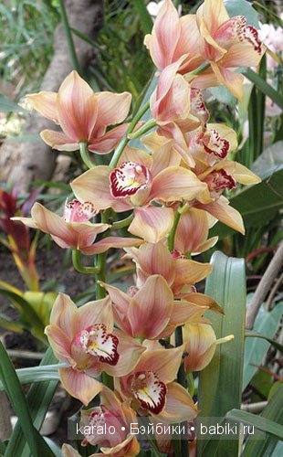 Орхидеи! С первым днем Весны | Бэйбики Орхидеи! С первым днем Весны