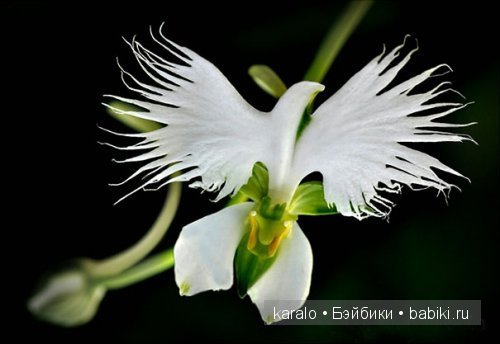 Орхидеи! С первым днем Весны | Бэйбики Орхидеи! С первым днем Весны