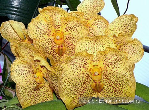 Орхидеи! С первым днем Весны | Бэйбики Орхидеи! С первым днем Весны