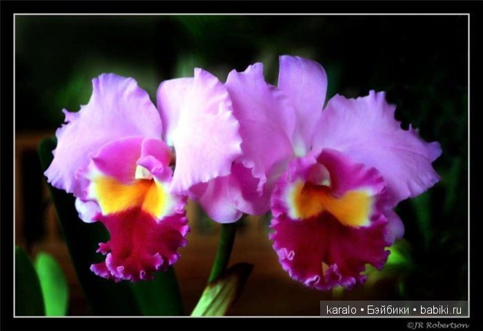 Орхидеи! С первым днем Весны | Бэйбики Орхидеи! С первым днем Весны