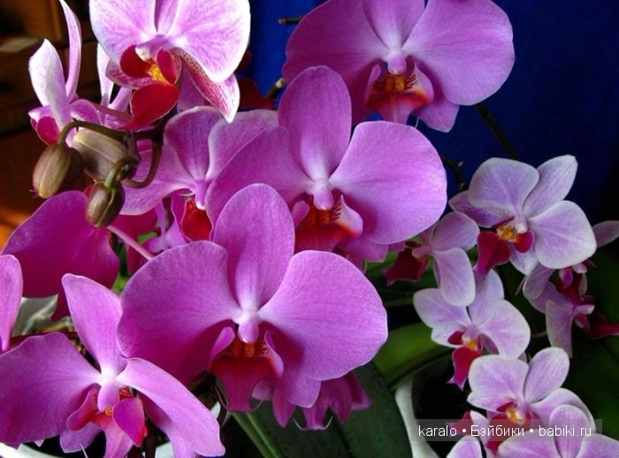 Орхидеи! С первым днем Весны | Бэйбики Орхидеи! С первым днем Весны