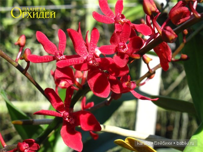 Орхидеи! С первым днем Весны | Бэйбики Орхидеи! С первым днем Весны (фото 4)