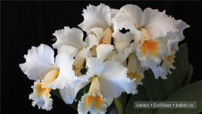 Орхидеи! С первым днем Весны | Бэйбики Орхидеи! С первым днем Весны