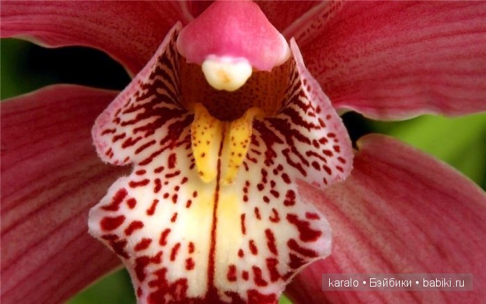 Орхидеи! С первым днем Весны | Бэйбики Орхидеи! С первым днем Весны (фото 6)