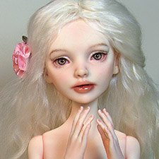 Мои  Примулы