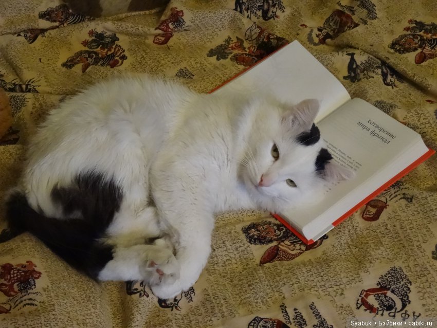 Кот Росинант