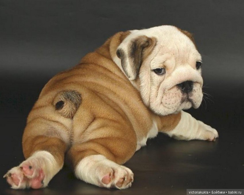 Puppies English bulldog (silicone) by Victoria Vihareva-Pechenkina (фото 10)