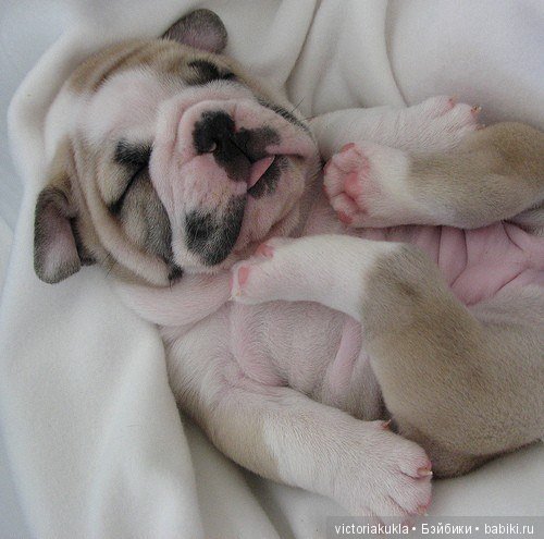 Puppies English bulldog (silicone) by Victoria Vihareva-Pechenkina