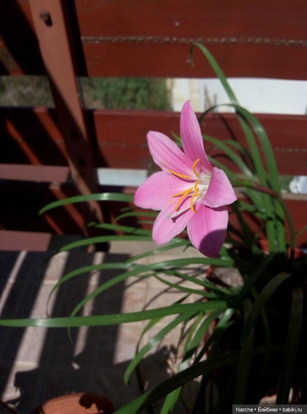 Показываю своих бедолаг! 24 серия