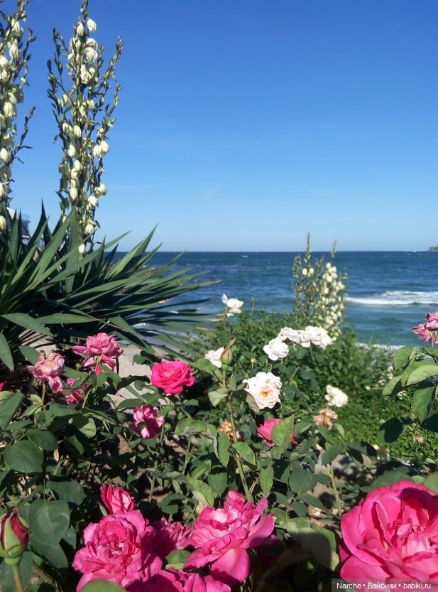 Показываю своих бедолаг! 25 серия | Бэйбики Показываю своих бедолаг! 25 серия