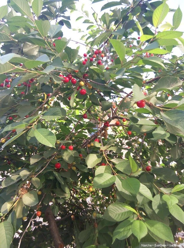 Показываю своих бедолаг! 25 серия | Бэйбики Показываю своих бедолаг! 25 серия