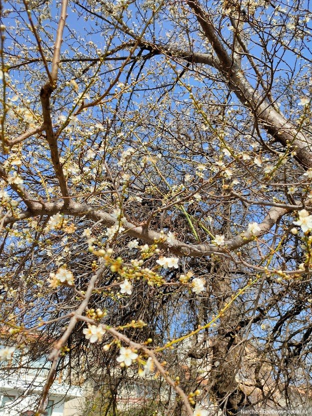 Показываю своих бедолаг! 26 серия | Бэйбики Показываю своих бедолаг! 26 серия