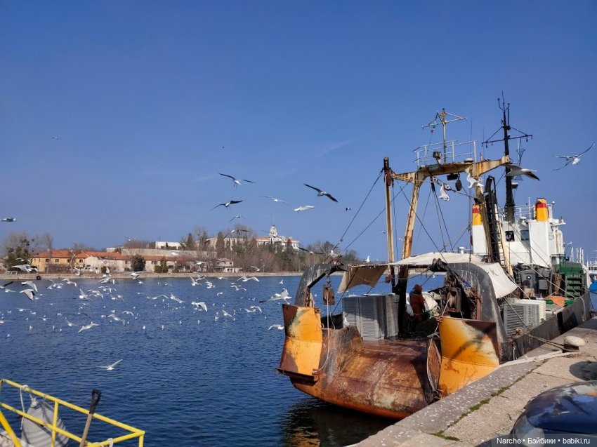 Показываю своих бедолаг! 26 серия | Бэйбики Показываю своих бедолаг! 26 серия